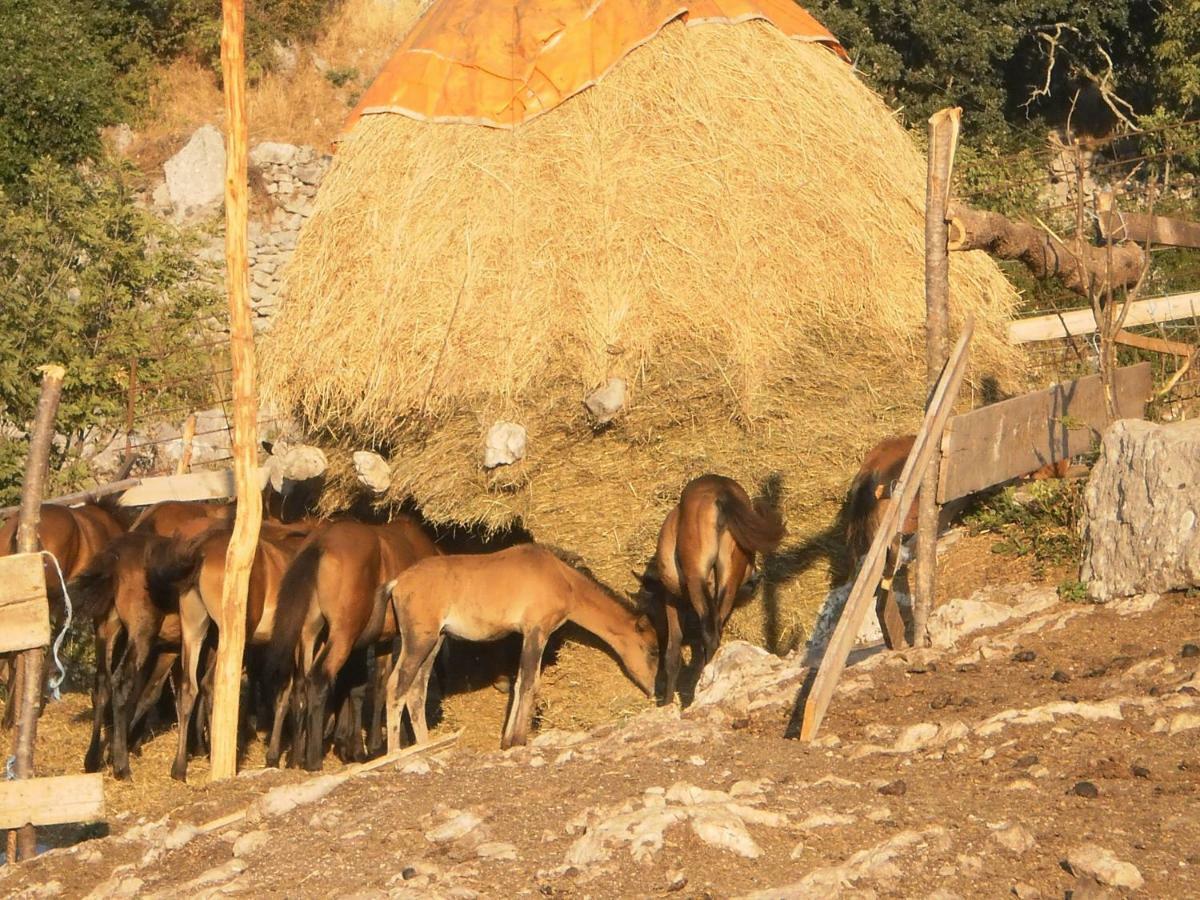 Apartmani Lucija1897 Starigrad Paklenica Bagian luar foto